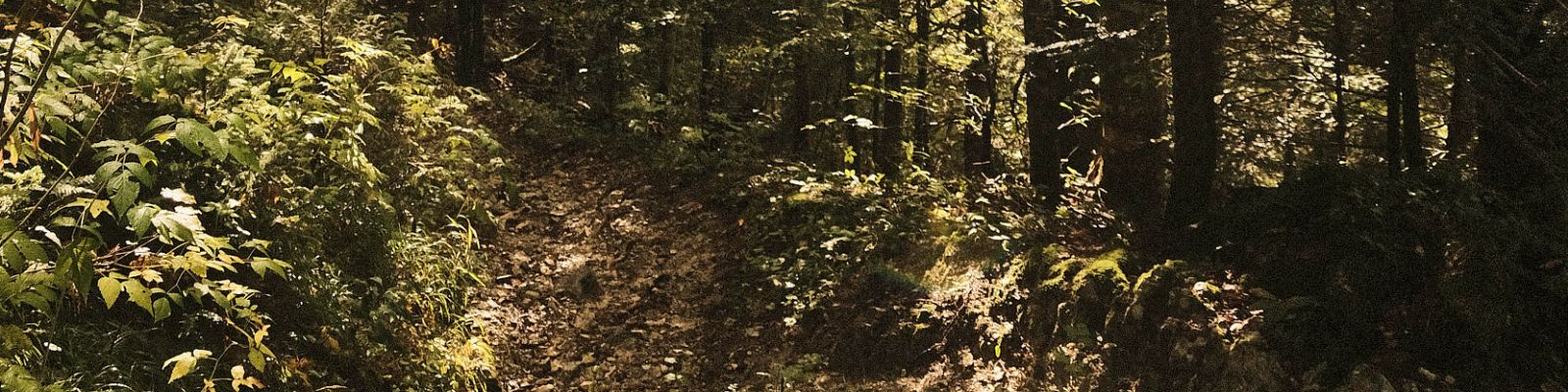 Forêt